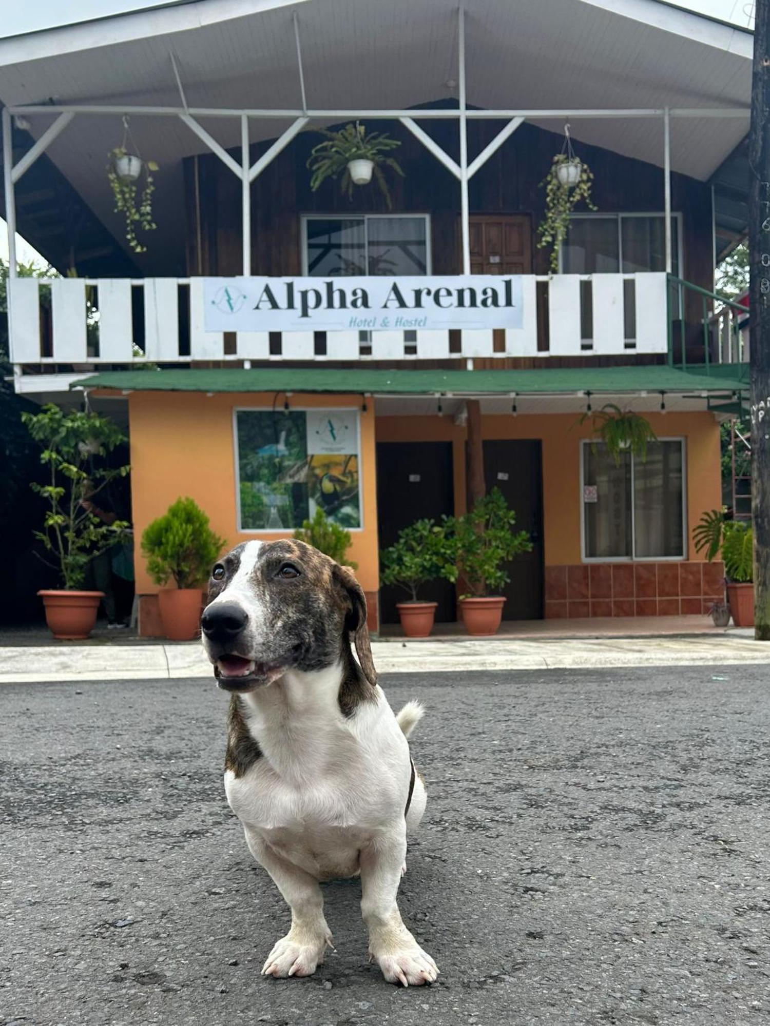 Auberge de jeunesse Alpha Arenal à La Fortuna Extérieur photo